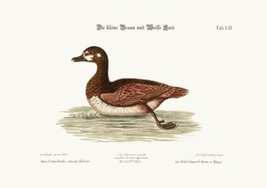小さな茶色と白のアヒル、1749-73